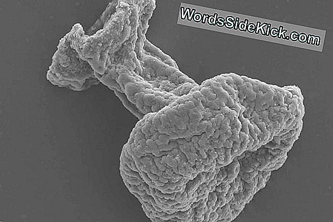 Ældste Hairy Microbe Fossils Discovered