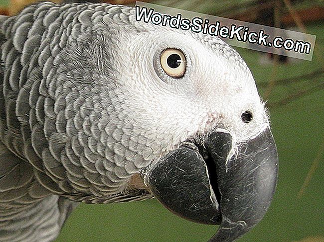 Los loros grises son conocidos por su inteligencia. Los investigadores que trabajaban con un loro gris, llamado Alex, descubrieron que podía comunicarse con un vocabulario de 150 palabras.