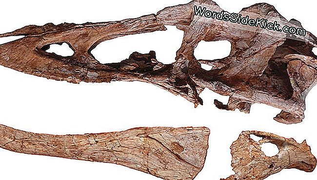 Schädel von 'Pinocchio Rex', der langgesinnte Cousin von T. rex, der im Südosten Chinas entdeckt wurde.