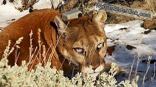 Una hembra león de montaña capturada y con collar en el oeste de Nevada para el componente de campo del estudio.