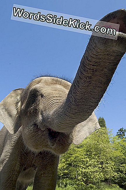 Slonovi Pigmeja Dobivaju Pojačanu Zaštitu Od Genetike