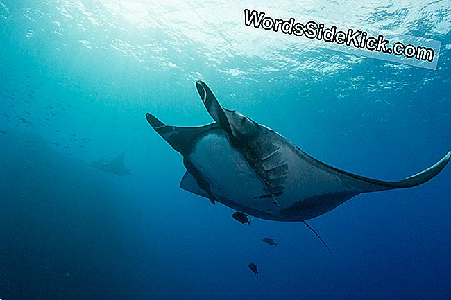 Ein riesiger Mantarochen schwimmt im Revillagigedo-Archipel, etwa 300 Meilen vor Baja California, Mexiko.