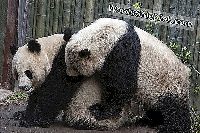 San Diego Zoologijos Sodas Išjungia „Panda Cam“ Poravimosi Laiką