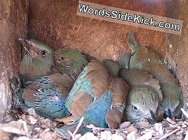 Europees-Aziatische rolnestvogels in een het fokkendoos.