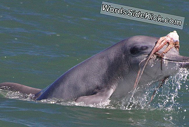 Goed Schudden Voor Het Genieten: Dolphins 'Tenderize' Octopus-Prooi