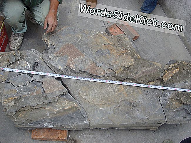 Raný ichthyosaur je bezzubý, na rozdíl od ichthyosaurů, které se objevily po něm.