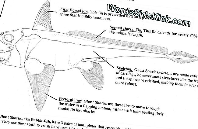 Een illustratie van de pas ontdekte vis toont de borstvinnen van het wezen, die het gebruikt om zichzelf voort te stuwen.