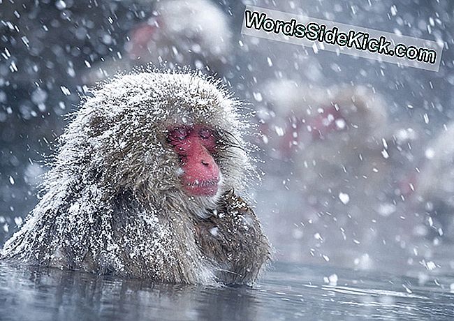 Snow Monkeys Aime Les Bains Chauds, Tout Comme Les Humains, Et Nous Savons Maintenant Pourquoi