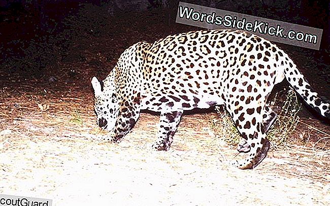 Yo'oko, un jaguar masculin, a fost remarcat pentru prima dată în Munții Huachuca din sudul Arizona, la sfârșitul anului 2016.