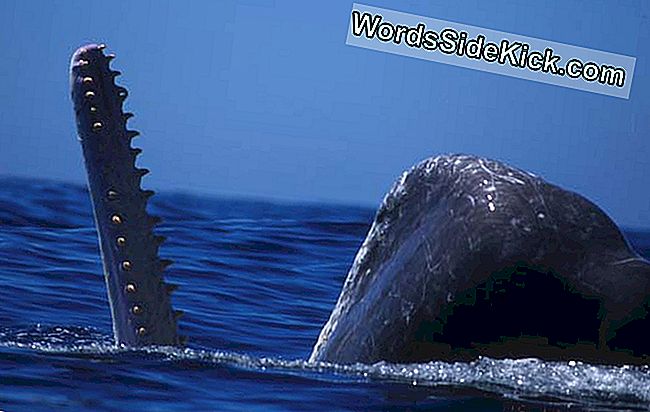 マッコウクジラがシャチを撃退するための氏族を形成