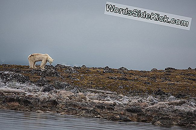 Badaujantis „Polar Bear“ Paskutinės Valandos, Užfiksuotos Vaizdo Įraše, Kuriame Skauda Širdį