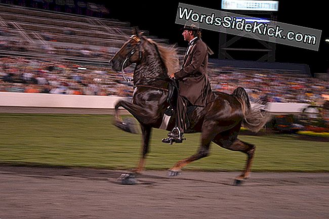 Deze rijder doet mee aan het 2012 Celebration-evenement, de grootste Tennessee Walking Horse-wedstrijd.