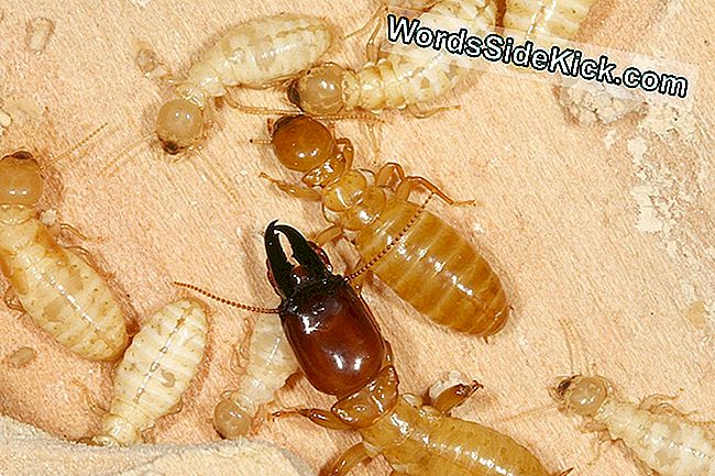 Termitengenom Enthüllt Geheimnisse Des Insektengeschlechts Und Der Gesellschaft