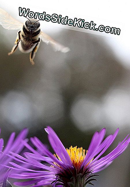Sensatie Zoekende Bijen Onthullen Link Met Menselijke Persoonlijkheid