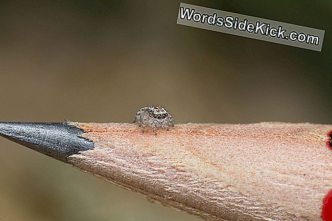 Un Maratus albus juvenil, en la segunda etapa del estadio. El autor del estudio Jürgen Otto describió a los juveniles de esta especie como