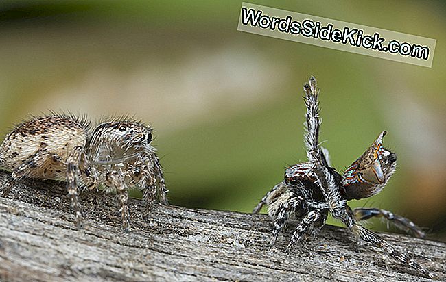 Un macho Maratus vespa (derecha) realiza su cortejo de firma