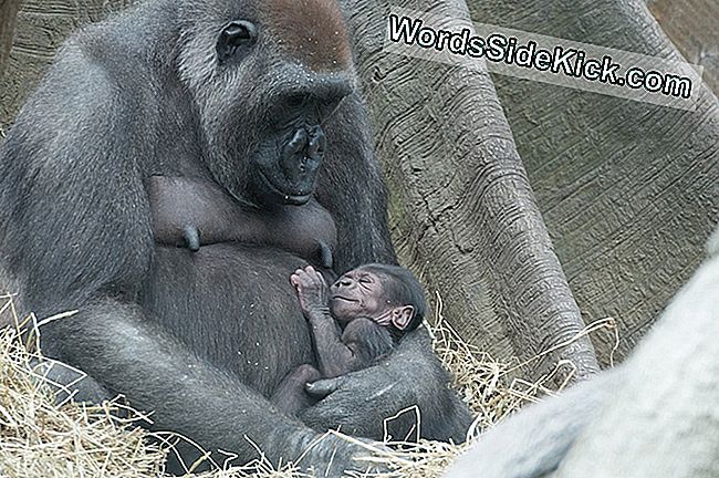 Julija ir jos naujagimis kūdikis Bronkso zoologijos sode.