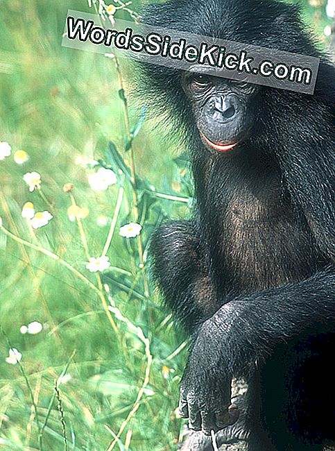 Bonoboのゲノムとその秘密の解明