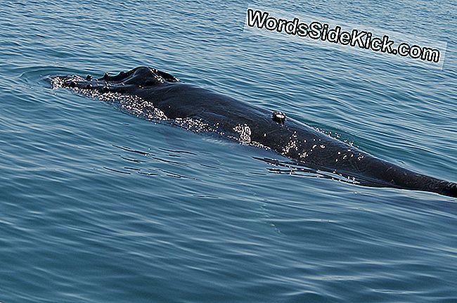 Žymeklį nešantis kuprinio banginio veršelis Eksmuto įlankoje.