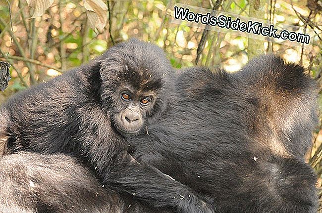 Especies De Gorila Más Grandes Del Mundo En Riesgo De Extinción