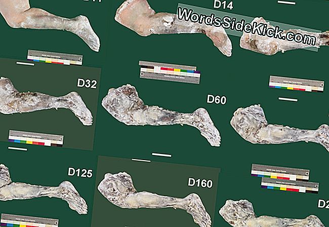 Galerij: Hoe Mummificerend Een Menselijk Lichaam Eruit Ziet - 2024