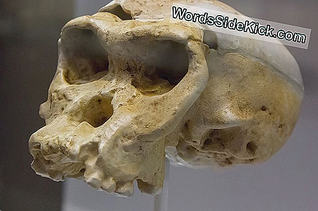 Zašto Ljudi Imaju Vitka Lica, A Neandertalci Ne