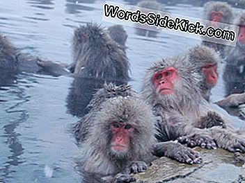 Oto kolejna zaleta energii geotermalnej: małpy to lubią. Japońscy makaki wiszący przy gorącymi źródłami w Macaca Yamanouchi miasteczku, Prefektura Nagano, Japonia.