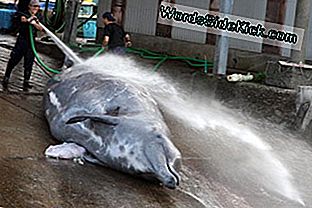 Bairdin beaked whale on valmistettu käsittelyyn Wado Portissa Minamibosossa, Chibassa, Japanissa vuonna 2009.
