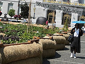 La comida orgánica es excelente cuando se come localmente, el caso de este jardín del Ayuntamiento de San Francisco. Pero no es el valor predeterminado para el medio ambiente que muchos creen que es.