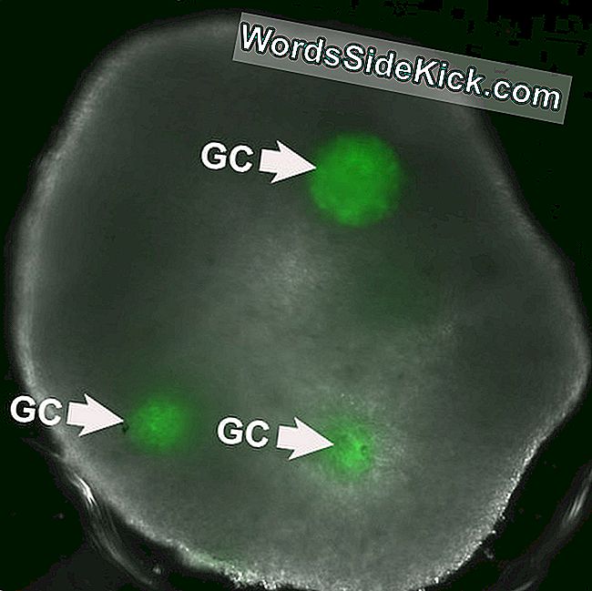 Kunstig Human Ovary Oprettet