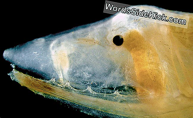 Dziļūdens, viena žokļa zuši ir viena no nedaudzajām indīgajām zivīm, kuras venas izmantošanai izmanto fangus, kas parādīts šeit uz mutes jumta.