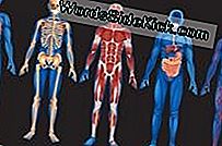 The Human Body: Anatomy, Facts & Functions - 2023 | Gezondheid