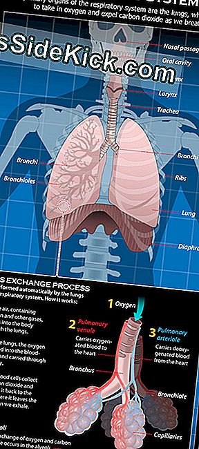 Erfahren Sie alles über Ihre Lunge und wie das Atmen funktioniert.