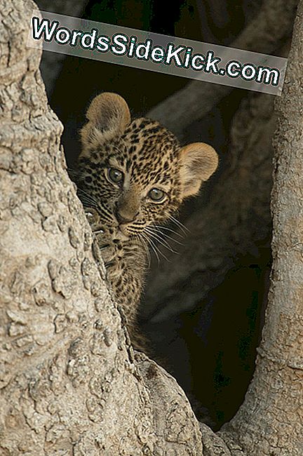 5000Letá Leopardská Pasti Objevená V Izraeli