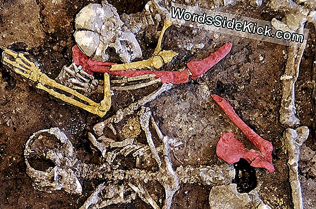 Trupurile din mormântul în masă nu au fost aranjate, ci mai degrabă au sărit împreună. Observați oasele membrelor rupte, inclusiv humerusul drept (galben) și femurul drept (roșu).