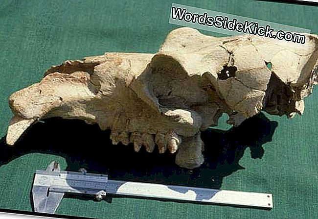Een pygmee-hippo-schedel gevonden bij Akrotiri Aetokremnos, een site in Cyprus die teruggaat tot ongeveer 10.000 voor Christus. Er zijn aanwijzingen dat menselijke jagers de dieren met uitsterven bedreigd hebben op Cyprus.