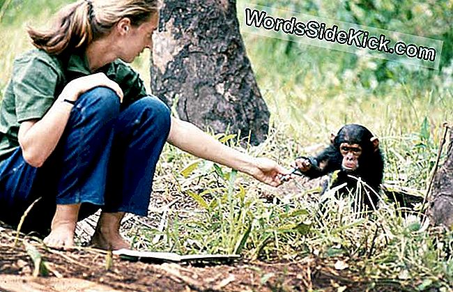 https://science.wordssidekick.com/history/jane-goodall-biography.jpg