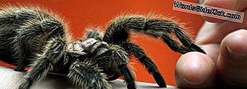 Паяците На Черната Вдовица Може Да Са Срещнали Своя Мач