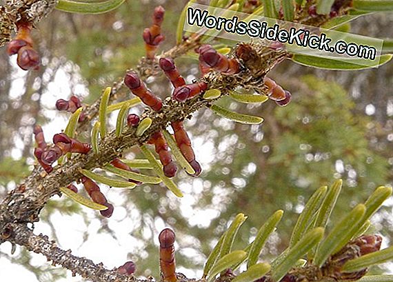 Dwarf Mistletoe: Паразитно Растение Създава Поразия