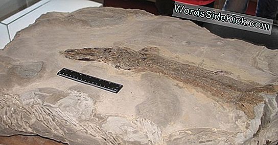Фосилите На Музея Са Изтеглени От Търг След Изкривяване