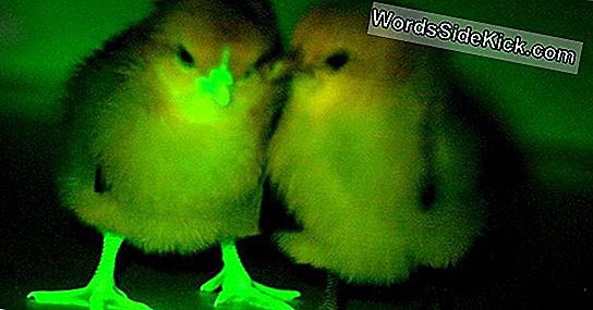 Glow-In-The-Dark Kittens Půjčují Tlapu Na Boj S Aids