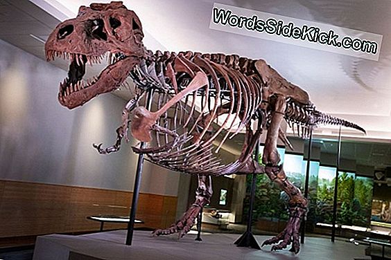 Towering Tyrannosaur Se Připravuje Na Aukci