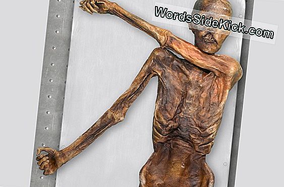 Ötzi Iceman May Have Suffered Stomach Bug