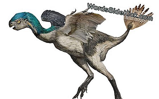 Bird-Like Dinosaur Sported Bizarre Tail Feathers