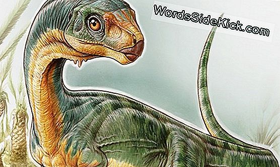 Bizarre Dinosaurus Had 4 'Vleugels', Lange Staartveren