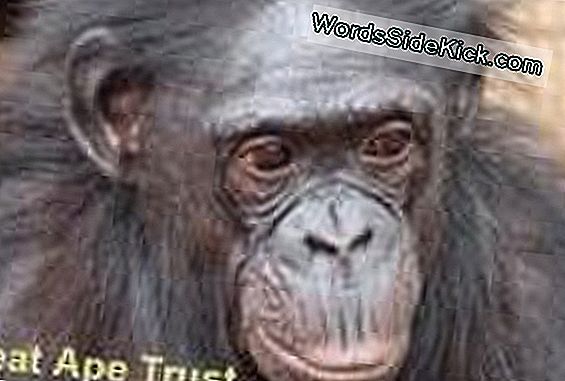 Bonobos Hunt Muud Primates