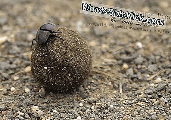 Dung Beetle Devours Millipedes