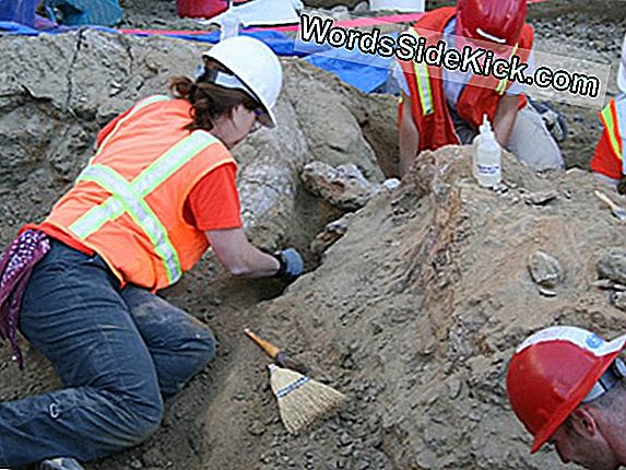 Mammoth Bones Fundet I San Diego