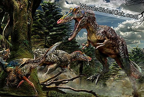 Newfound Tiny Tyrannosaur Boynuzları Oldu