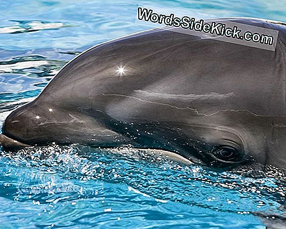 Whale-Dolphin Hybrid Ha Baby 'Wholphin'